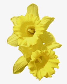 Transparent Daffodil Png - Daffodils Png, Png Download, Transparent PNG