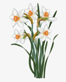 Flowers Vector Narcissus Malowanki - Clip Art Of The Flower Narcissus, HD Png Download, Transparent PNG