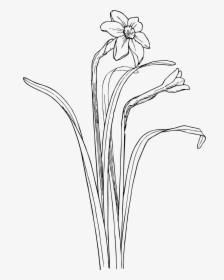 Plant Draw Flower Bush, HD Png Download, Transparent PNG