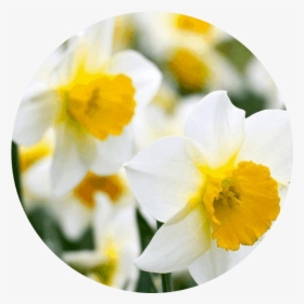 December - Narcissus - Daffodil - Daffodil, HD Png Download, Transparent PNG