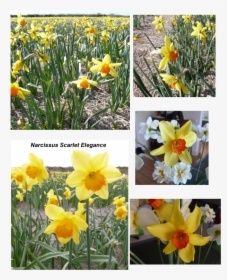 Transparent Daffodil Png, Png Download, Transparent PNG