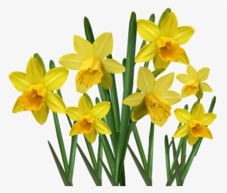 Daffodils, Bulbs, Flowers, Garden, Nature, Cut Out - Żonkile Png, Transparent Png, Transparent PNG
