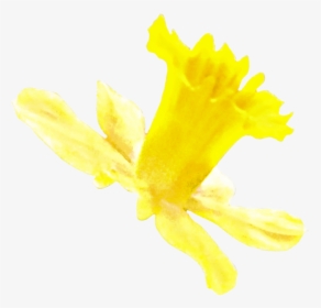 Transparent Daffodil Png - Narcissus, Png Download, Transparent PNG