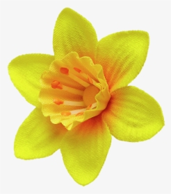 Daffodil Pin - Marie Curie Daffodil Png, Transparent Png, Transparent PNG