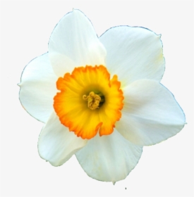 #narcissus #flower #dali #spring #beauty #art #freetoedit - Narcissus, HD Png Download, Transparent PNG