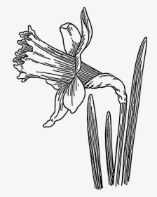 Narcissus Drawing Child - Daffodil Clipart Black And White, HD Png Download, Transparent PNG