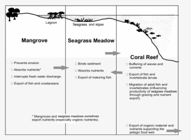 Seagrass Coral Reef Mangroves Chart, HD Png Download, Transparent PNG