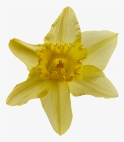 Narcissus, Blossom, Bloom, Close Up, Flower, Nature - Narcissus, HD Png Download, Transparent PNG