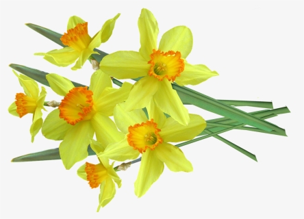 Daffodil, Bunch, Cut, Out - Narcissus, HD Png Download, Transparent PNG