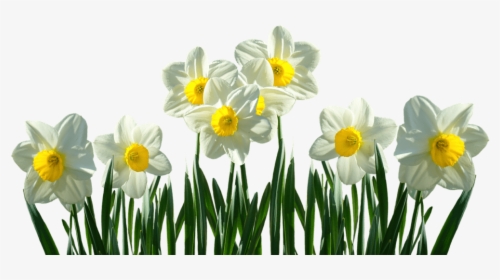 Daffodils Transparent, HD Png Download, Transparent PNG