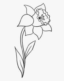 Clip Art Collection Of Free Daffodil - Simple Easy Daffodil Drawing, HD Png Download, Transparent PNG