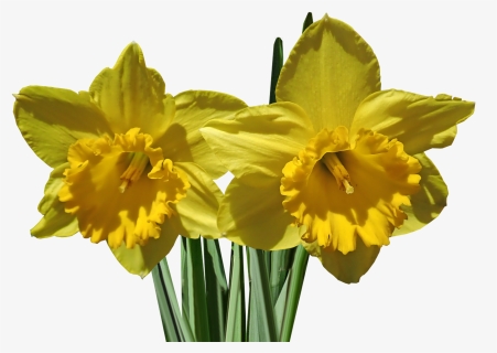 Daffodils, Flower, Stems, Garden, Nature, Spring - Narcissus, HD Png Download, Transparent PNG