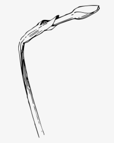 Daffodil Bud Drawing, HD Png Download, Transparent PNG