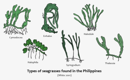Seagrass Species In The Philippines, HD Png Download, Transparent PNG
