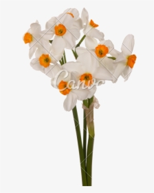 Clip Art Bouquet Of And White - Daffodil, HD Png Download, Transparent PNG