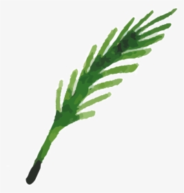 Transparent Herbs Clipart - Grass, HD Png Download, Transparent PNG