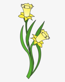 Transparent Narcissus Png, Png Download, Transparent PNG