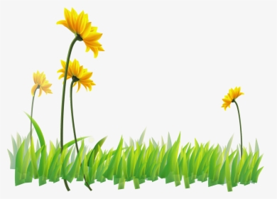 Transparent Narcissus Clipart - Sunflower, HD Png Download, Transparent PNG