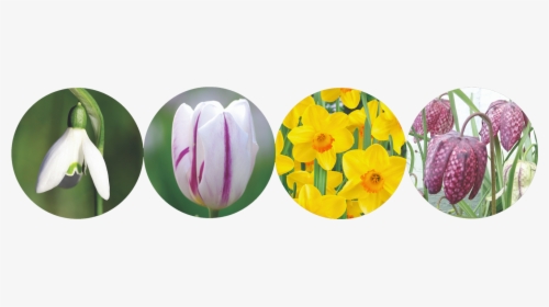 Spring Flowering Bulbs 2019 - Tulip, HD Png Download, Transparent PNG