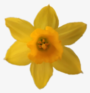 #flower #yellow #yellowflower #daffodil #narcissus - Narcissus, HD Png Download, Transparent PNG