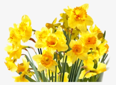 Daffodils Png Transparent Images - Transparent Background Daffodils Png, Png Download, Transparent PNG