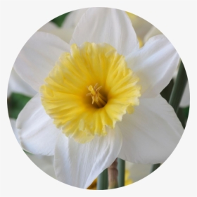 Narcissus, HD Png Download, Transparent PNG