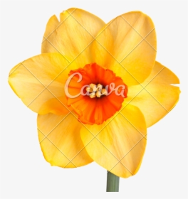 Transparent Narcissus Png - Daffodil Flower With White Background, Png Download, Transparent PNG