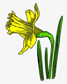 Colored Daffodil Clip Arts - Cartoon Daffodils, HD Png Download, Transparent PNG
