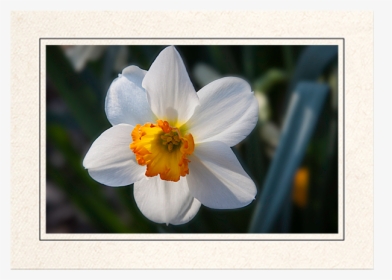 Daffodi - Picture Frame, HD Png Download, Transparent PNG