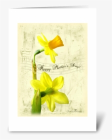 Daffodils For Mother S Day Greeting Card - Narcissus, HD Png Download, Transparent PNG