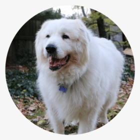 Great Pyrenees , Png Download - Great Pyrenees, Transparent Png, Transparent PNG