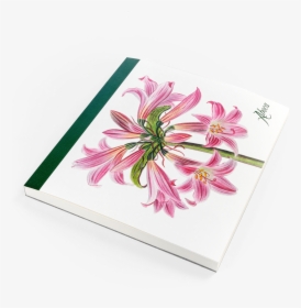 Picture Of Flower Desk Belladonna Lily, HD Png Download, Transparent PNG