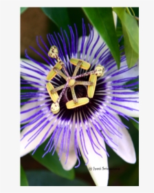Passion Flower Cross Christ, HD Png Download, Transparent PNG