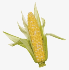 Corn - Ear Of Corn, HD Png Download, Transparent PNG