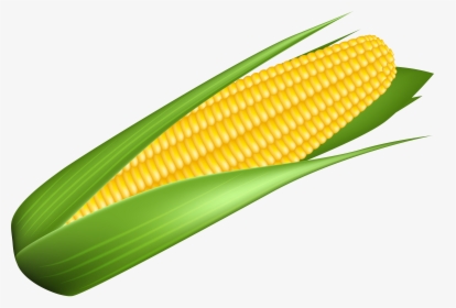 Corn Transparent Image - Transparent Background Corn Clipart, HD Png Download, Transparent PNG