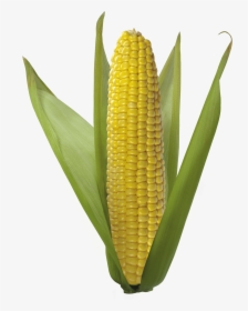 Corn On The Cob,corn Kernels,sweet Corn,corn,corn On - Trump Corn, HD Png Download, Transparent PNG