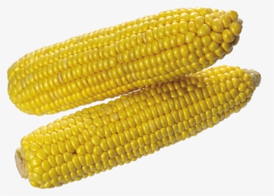 Corn Png Image - Yellow Corn Transparent Background, Png Download, Transparent PNG