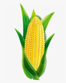 Corn Cartoon Png - Cartoon Maize, Transparent Png, Transparent PNG