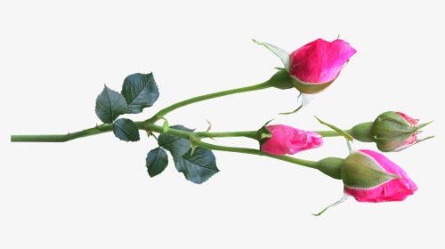 Flower, Stem, Rose, Buds Pink - Rose Buds Png, Transparent Png, Transparent PNG