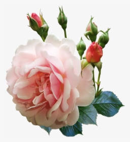 Rose, Flower, Buds, Fragrant, Perfume, Garden, Nature - Rose Flower Buds, HD Png Download, Transparent PNG