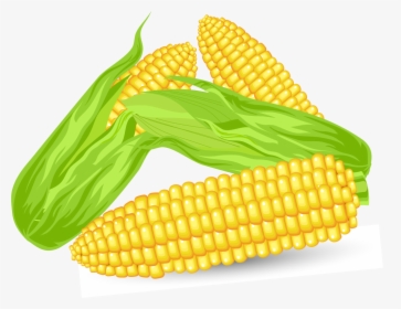 Corn Vector, HD Png Download, Transparent PNG
