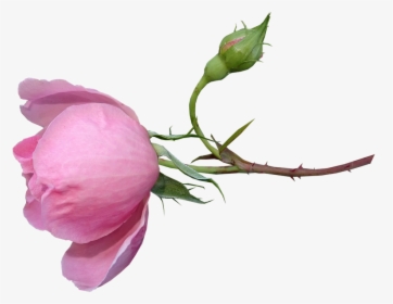 Rose, Fragrant, Perfume, Bud, Stem, Flower, Garden - Garden Roses, HD Png Download, Transparent PNG