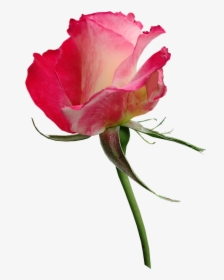 Rose, Bud, Fragrant, Cut Out, Isolated, Flower, Perfume - Hybrid Tea Rose, HD Png Download, Transparent PNG