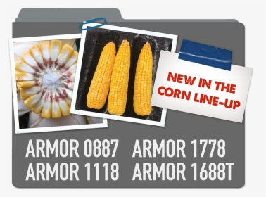 New Corn Line-up Armor 0887, Armor 1778, Armor 1118, - Corn Kernels, HD Png Download, Transparent PNG