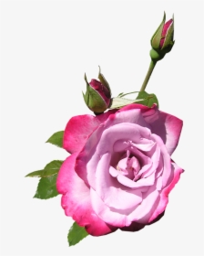 Rose, Flower, Buds, Plant - Floribunda, HD Png Download, Transparent PNG