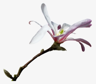 Magnolia Branch Png Free Picture - Graphics, Transparent Png, Transparent PNG