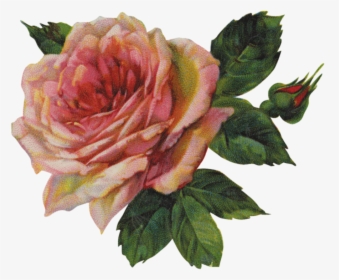 Pink Rose Png Image - Bloom Flower Troye Sivan, Transparent Png, Transparent PNG