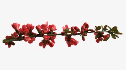Spring Flower Buttons On Branch - Transparent Red Flower Branch, HD Png Download, Transparent PNG