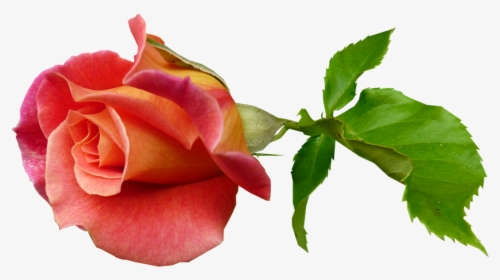 Rose, Bud, Stem, Bloom - Rose Bud On Stem, HD Png Download, Transparent PNG