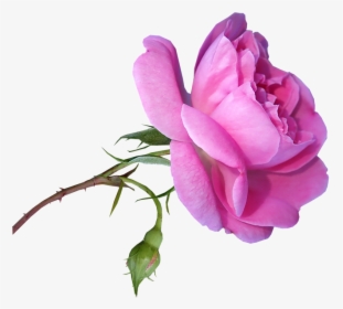 Transparent Rose Stem Png - Garden Roses, Png Download, Transparent PNG